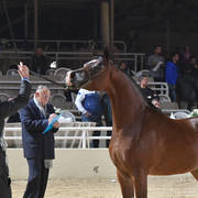 Junior Filly Silver Champion: Amani Al Mamlaka (PCF Vision X Amani Al Khalediah)