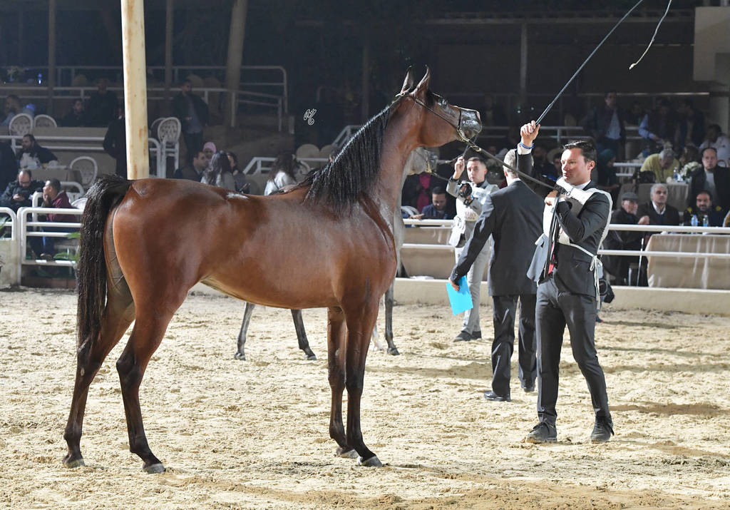 Junior Filly Silver Champion: Amani Al Mamlaka (PCF Vision X Amani Al Khalediah)