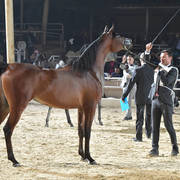 Junior Filly Silver Champion: Amani Al Mamlaka (PCF Vision X Amani Al Khalediah)