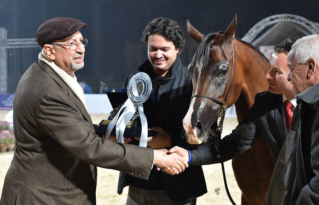 Junior Filly Silver Champion: Amani Al Mamlaka (PCF Vision X Amani Al Khalediah)