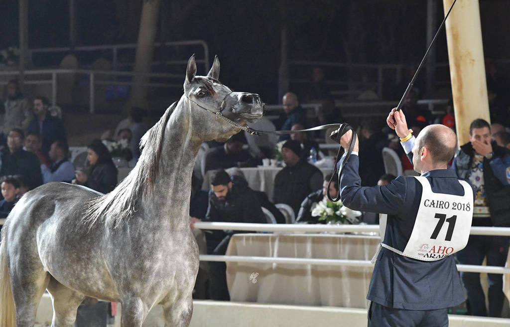 Junior Filly Bronze Champion: Marya Al Azab (Mostafa El Sherouk X Moniet El Nefous El Sherouk)