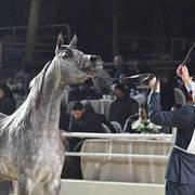 Junior Filly Bronze Champion: Marya Al Azab (Mostafa El Sherouk X Moniet El Nefous El Sherouk)