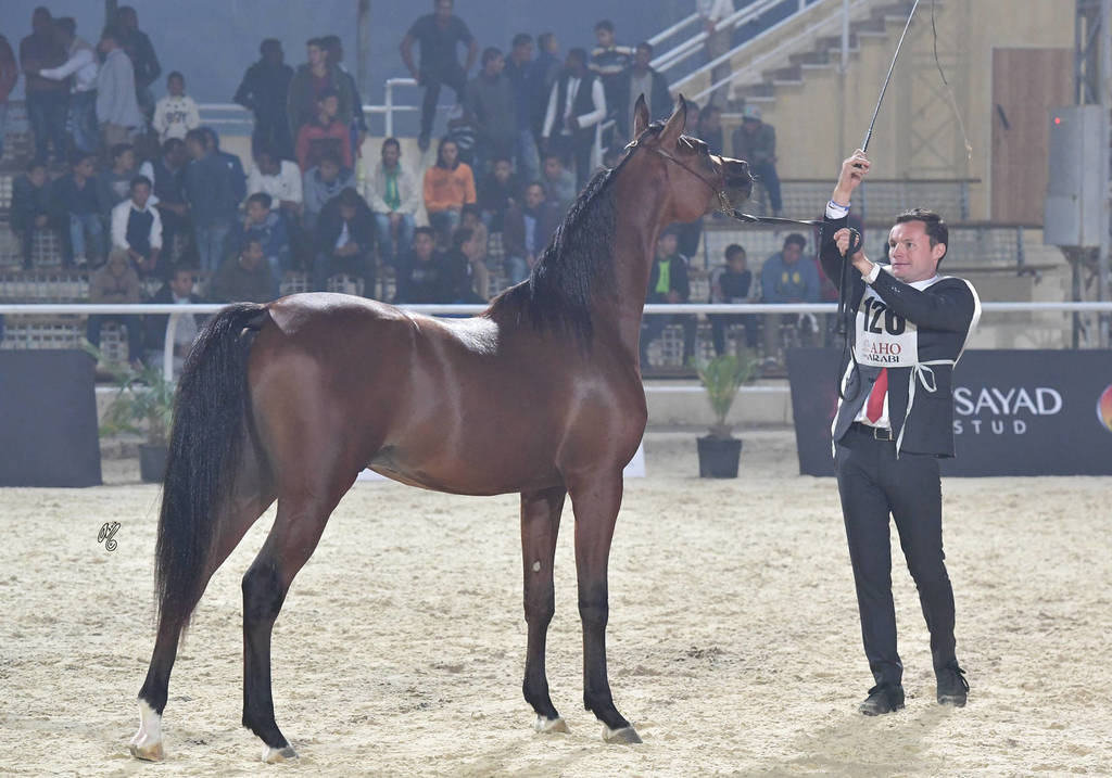 Yearling Colt Gold Champion: Faker Al Mamlaka (PCF Vision X Ghaliyat Azbah)