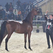 Yearling Colt Gold Champion: Faker Al Mamlaka (PCF Vision X Ghaliyat Azbah)