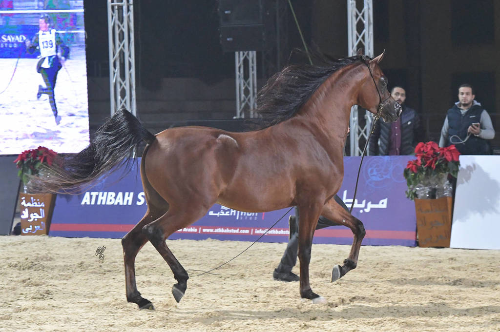 Yearling Colt Gold Champion: Faker Al Mamlaka (PCF Vision X Ghaliyat Azbah)