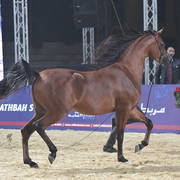 Yearling Colt Gold Champion: Faker Al Mamlaka (PCF Vision X Ghaliyat Azbah)