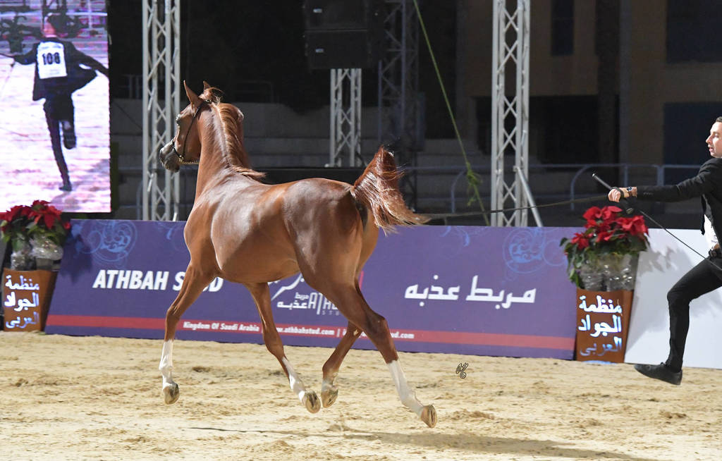 Yearling Colt Silver Champion: Arbak Al Farida (Mazin Al Bidayer X Farida Athbah)