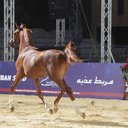 Yearling Colt Silver Champion: Arbak Al Farida (Mazin Al Bidayer X Farida Athbah)