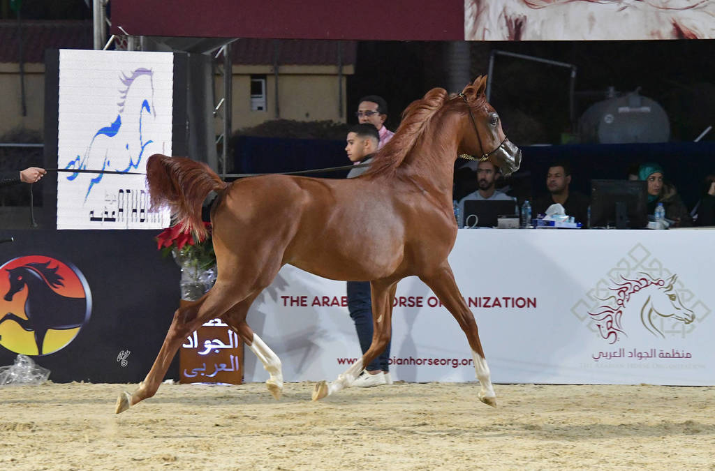 Yearling Colt Silver Champion: Arbak Al Farida (Mazin Al Bidayer X Farida Athbah)