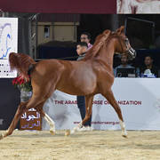 Yearling Colt Silver Champion: Arbak Al Farida (Mazin Al Bidayer X Farida Athbah)
