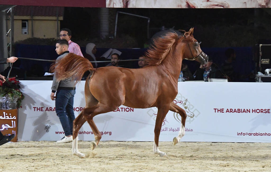 Yearling Colt Silver Champion: Arbak Al Farida (Mazin Al Bidayer X Farida Athbah)