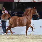Yearling Colt Silver Champion: Arbak Al Farida (Mazin Al Bidayer X Farida Athbah)