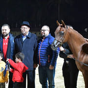 Yearling Colt Silver Champion: Arbak Al Farida (Mazin Al Bidayer X Farida Athbah)