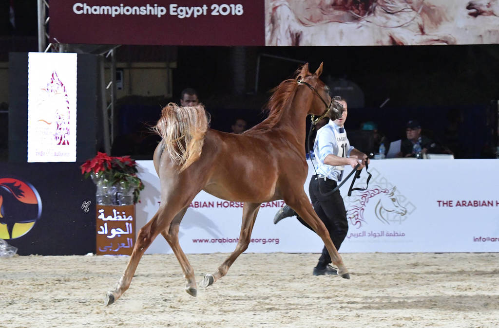 Yearling Colt Bronze Champion: Borkan Al Farida (Baarez Al Farida X Salma)