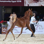 Yearling Colt Bronze Champion: Borkan Al Farida (Baarez Al Farida X Salma)