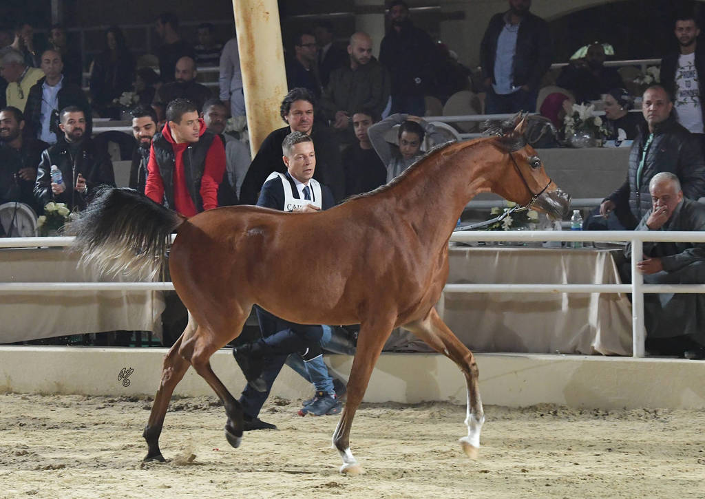 Yearling Filly Gold Champion: Imapala Al Yasser (Avatar OS X Raihana Al Kaher)