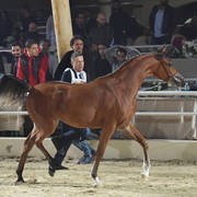 Yearling Filly Gold Champion: Imapala Al Yasser (Avatar OS X Raihana Al Kaher)