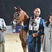 Yearling Filly Silver Champion: Jasmeena El Gabry (Ajman Moniscione X Cuiaba OS)