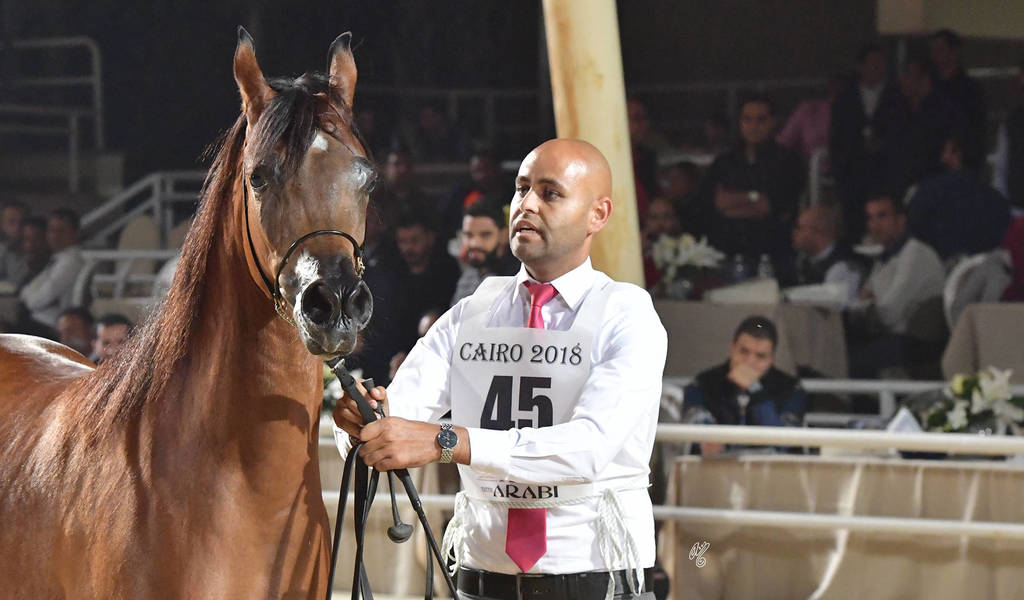 Yearling Filly Silver Champion: Jasmeena El Gabry (Ajman Moniscione X Cuiaba OS)