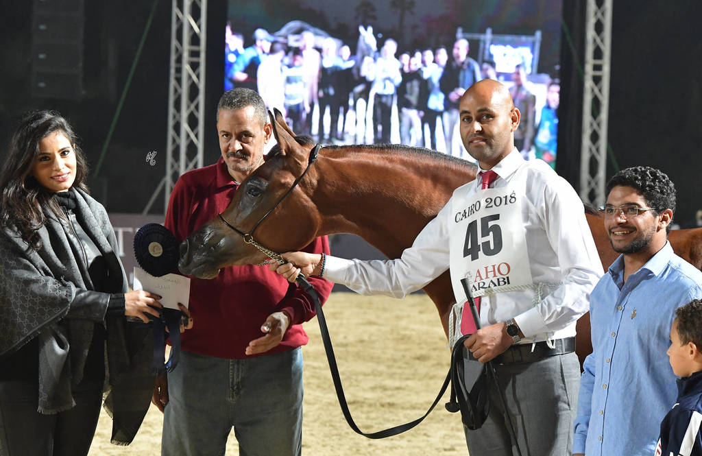 Yearling Filly Silver Champion: Jasmeena El Gabry (Ajman Moniscione X Cuiaba OS)