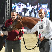 Yearling Filly Silver Champion: Jasmeena El Gabry (Ajman Moniscione X Cuiaba OS)