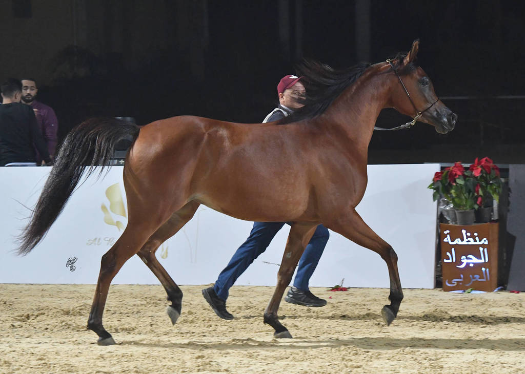 Yearling Filly Silver Champion: Jasmeena El Gabry (Ajman Moniscione X Cuiaba OS)