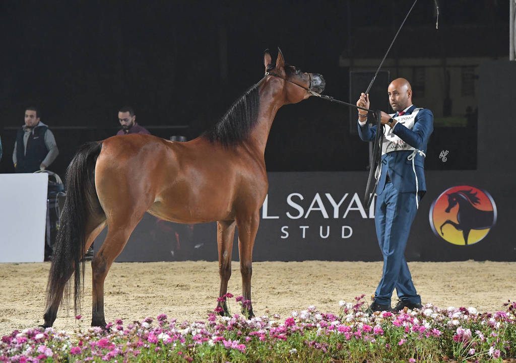 Yearling Filly Silver Champion: Jasmeena El Gabry (Ajman Moniscione X Cuiaba OS)