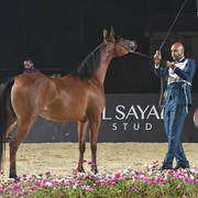 Yearling Filly Silver Champion: Jasmeena El Gabry (Ajman Moniscione X Cuiaba OS)