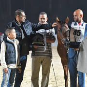 Yearling Filly Silver Champion: Jasmeena El Gabry (Ajman Moniscione X Cuiaba OS)