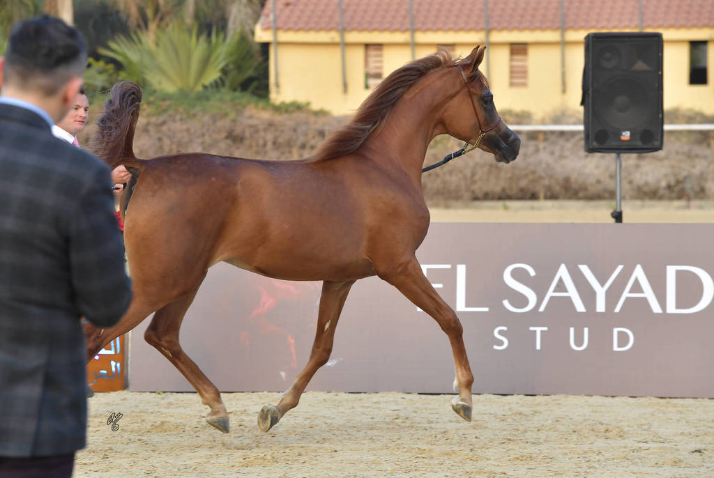 Yearling Filly Bronze Champion: Arieeb Al Mamlaka (GM Aiyad X Ajemdaa)