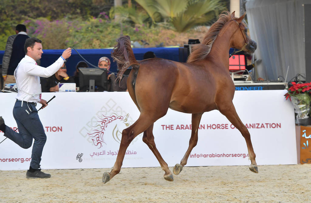 Yearling Filly Bronze Champion: Arieeb Al Mamlaka (GM Aiyad X Ajemdaa)