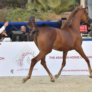 Yearling Filly Bronze Champion: Arieeb Al Mamlaka (GM Aiyad X Ajemdaa)