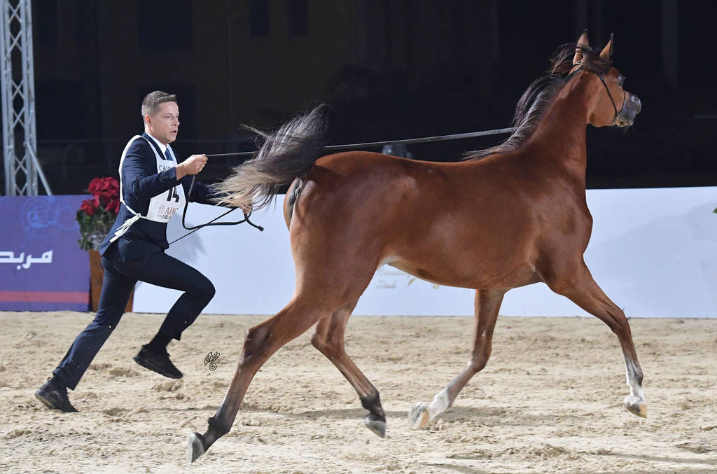 Yearling Filly Gold Champion: Imapala Al Yasser (Avatar OS X Raihana Al Kaher)