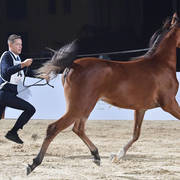Yearling Filly Gold Champion: Imapala Al Yasser (Avatar OS X Raihana Al Kaher)