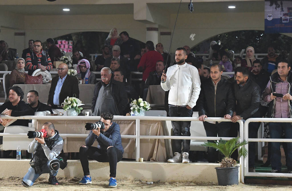 Lisa Abraham: The AHO Breeders' Championship in Egypt Photo Gallery