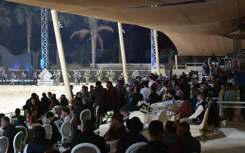 Lisa Abraham: The AHO Breeders' Championship in Egypt Photo Gallery