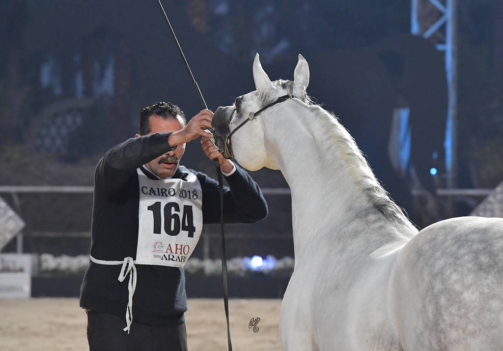 Stallions 4 Years and Above: Ghaly El Ekhlass