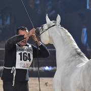 Stallions 4 Years and Above: Ghaly El Ekhlass