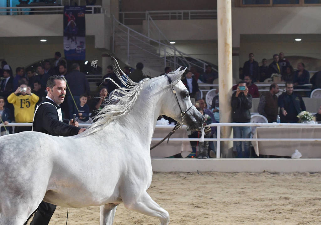 Stallions 4 Years and Above: Ghaly El Ekhlass