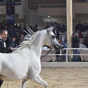 Stallions 4 Years and Above: Ghaly El Ekhlass