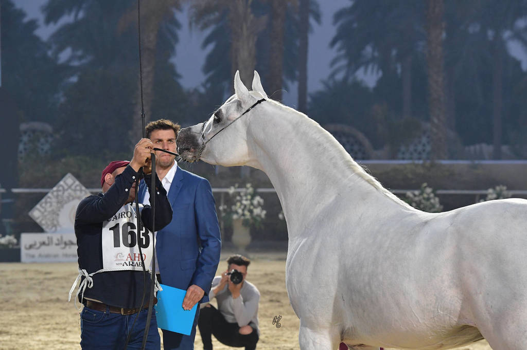 Stallions 4 Years and Above: Magd El Gabry