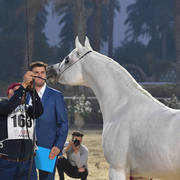 Stallions 4 Years and Above: Magd El Gabry