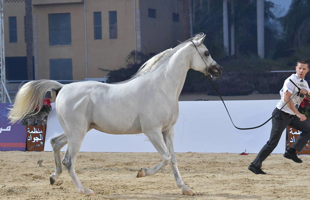 Stallions 4 Years and Above: Naizak Al Yasser