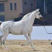 Stallions 4 Years and Above: Naizak Al Yasser