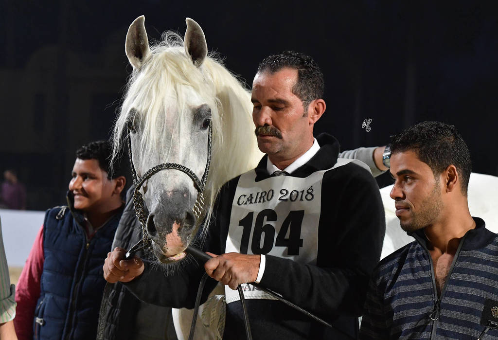 Stallions 4 Years and Above: Aazm Al Sayyad