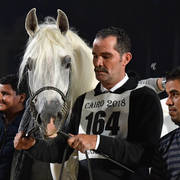 Stallions 4 Years and Above: Aazm Al Sayyad