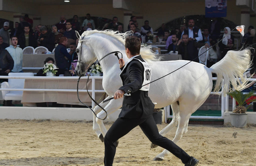 Stallions 4 Years and Above: Aazm Al Sayyad