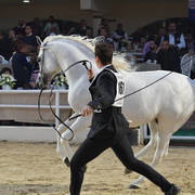 Stallions 4 Years and Above: Aazm Al Sayyad