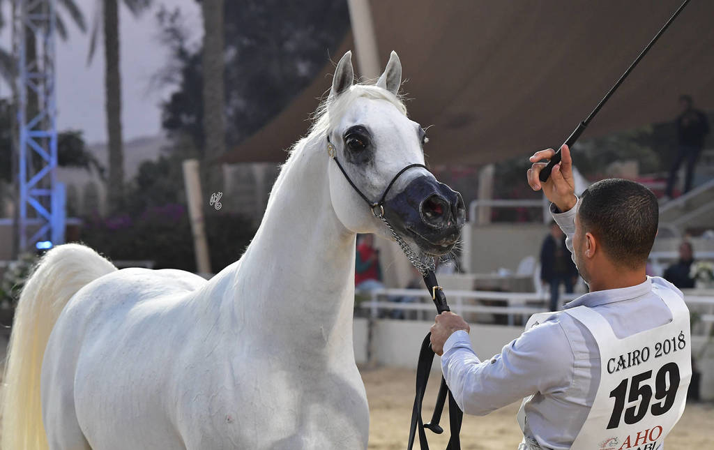 Stallions 4 Years and Above: Fares Al Safwa