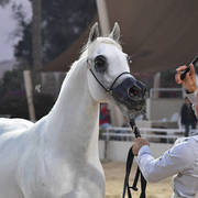 Stallions 4 Years and Above: Fares Al Safwa